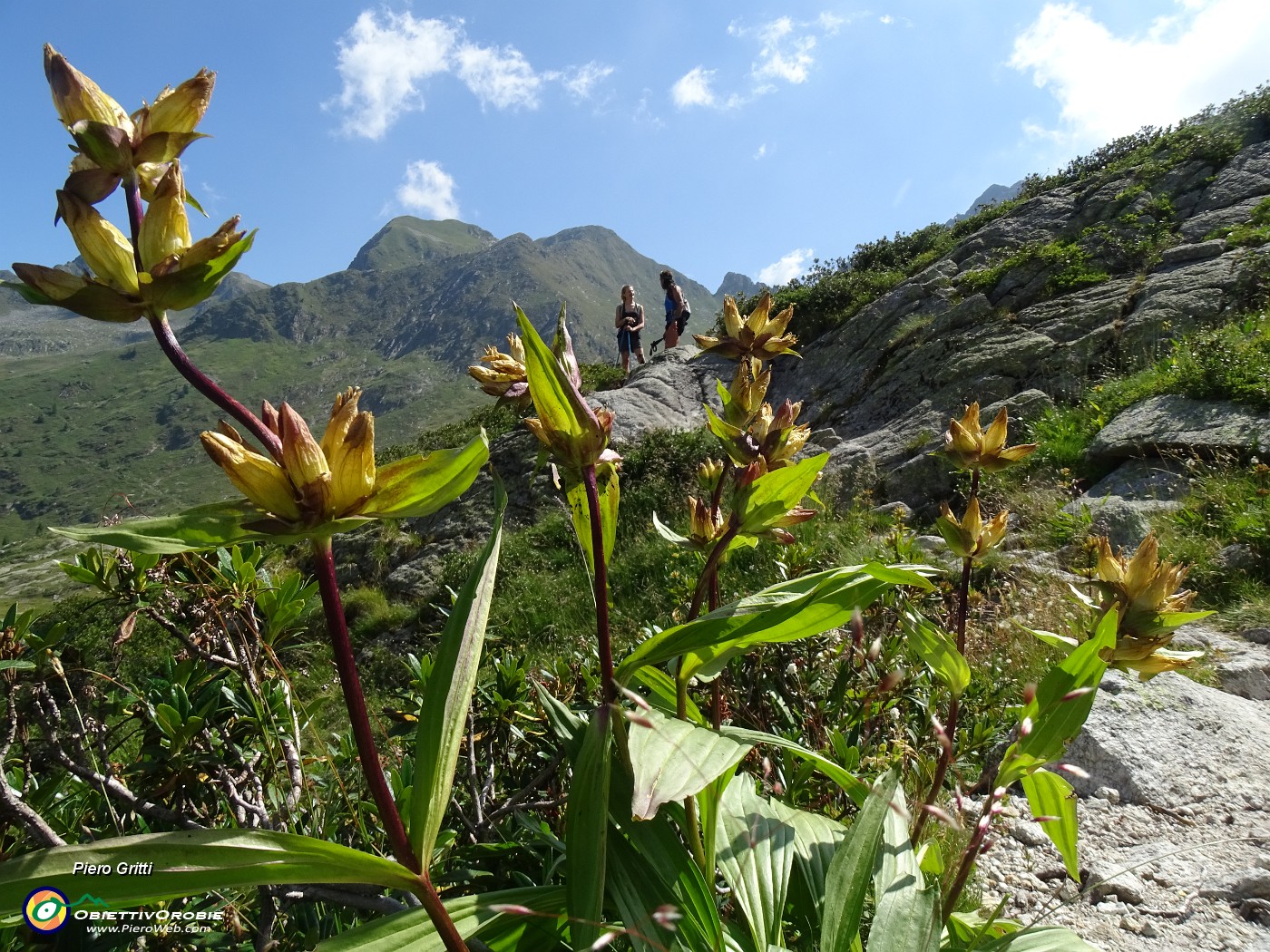 21 Gentiana punctata (Genziana maculata), incontro col Rambo della Valtellina-Val Tartano.JPG